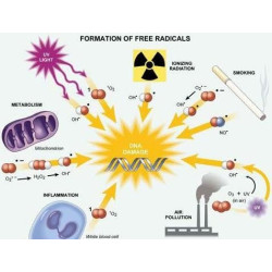 Cada detoxifiere pentru picioare Detox SPA